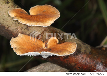 Natural pods occur in the echidna, hardwood dead trees and fallen branches. The umbrella is thin and feels like an earlobe 59829277
