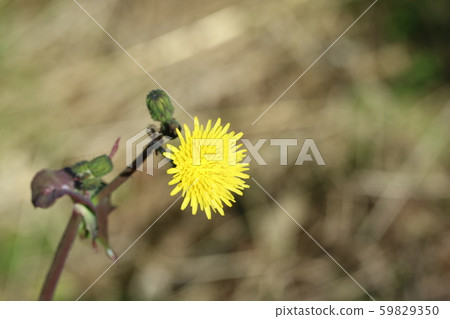 Oninoji (onimushi) 59829350