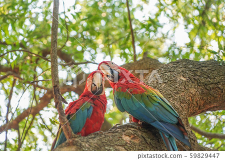 Green-winged Macaw Green-winged Macaw 59829447