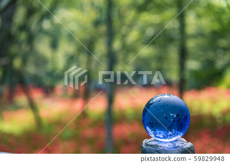 [Kinchakuda, cluster amaryllis eco] 59829948