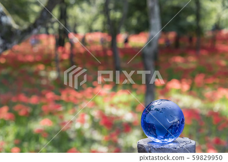 [Kinchakuda, cluster amaryllis eco] 59829950