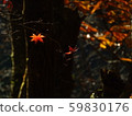 Momiji autumn leaves 59830176