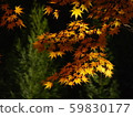 Momiji autumn leaves 59830177