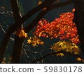 Momiji autumn leaves 59830178