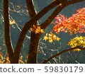 Momiji autumn leaves 59830179