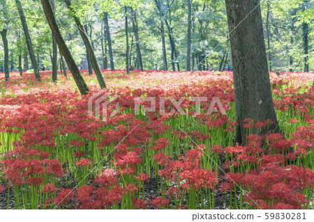 [Kinchakuda, cluster amaryllis] 59830281