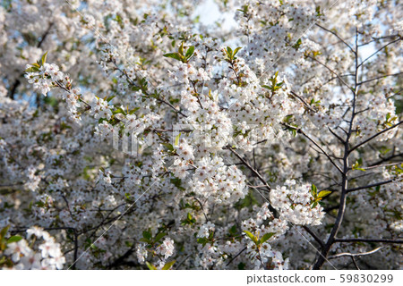 Blossom of cherry orchard Blossom of cherry orchard 59830299