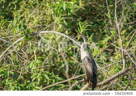 American snake American snake 59830460