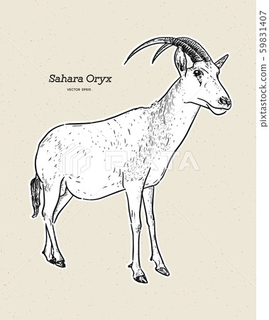 The scimitar oryx or scimitar-horned oryx, also 59831407
