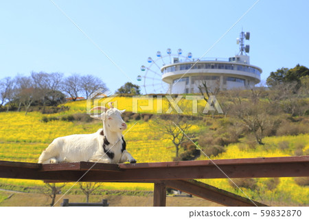 Mother ranch in spring: large slopes of flowers and goats Mother ranch in spring: large slopes of flowers and goats 59832870