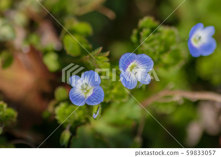冬花 冬花 59833057
