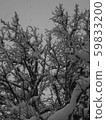 Winter snow scene 59833200