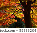Autumn leaves are beautiful 59833204