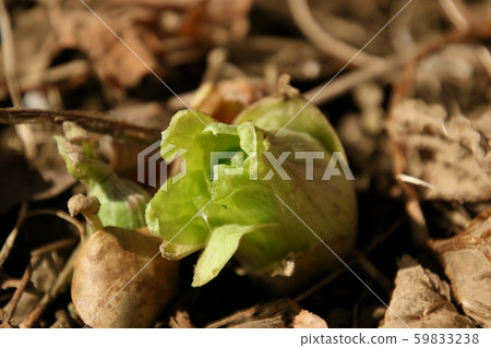 Fukinoto in bloom in satoyama 59833238