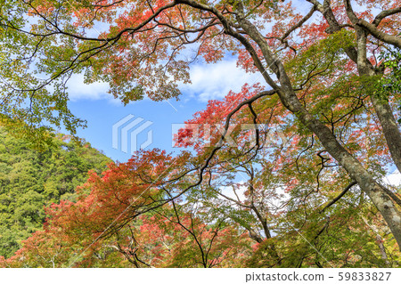 Minoh Park Autumn leaves 59833827