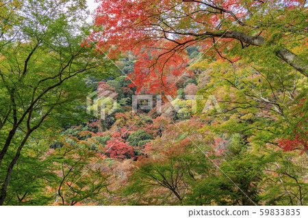 Minoh Park Autumn leaves 59833835