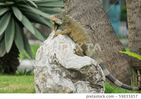 Green iguana 59833857