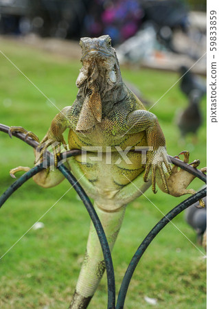 Green iguana 59833859