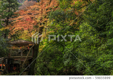 oh面公園秋天的樹葉 59833899