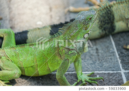 綠鬣蜥 綠鬣蜥 59833900
