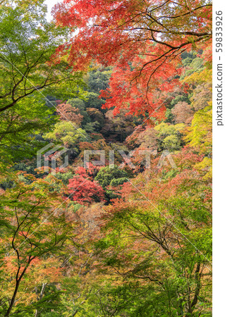 Minoh Park Autumn leaves 59833926
