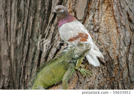 Green iguana and pigeon 59833951