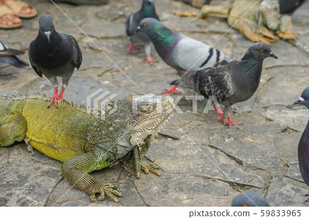 綠鬣蜥和鴿子 綠鬣蜥和鴿子 59833965