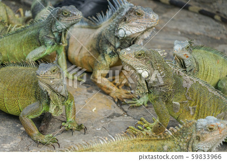 Green iguana 59833966