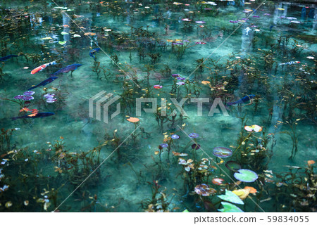 Nemuro Shrine Pond (commonly known as Monet's Pond) 59834055