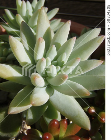 Succulent rime Succulent rime 59834208