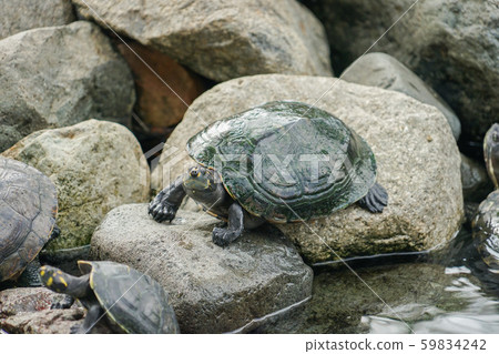 Turtle in Seminario Park 59834242
