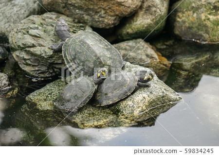 Turtle in Seminario Park 59834245