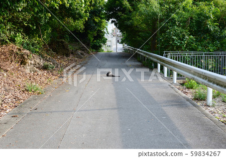 貓在路中間放鬆 59834267