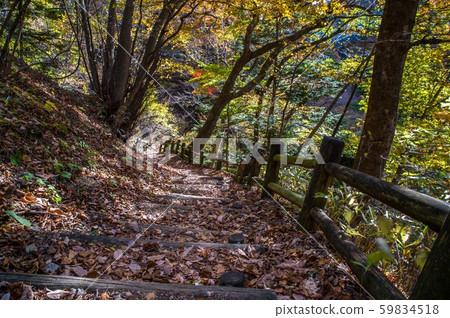 那須鹽原市秋天的落葉和林道 59834518