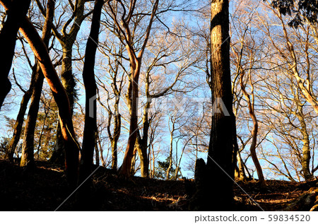 伊豆溫特羅格羅夫 59834520