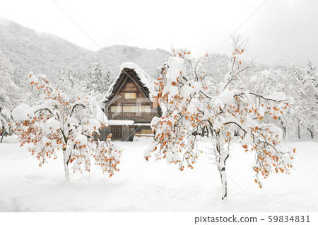 [World Heritage] [Gifu Prefecture] Winter scenery of Shirakawago. Along with a snow-covered oak tree. 59834831