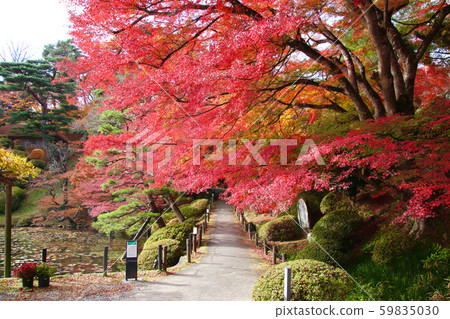 Maple/Autumn Kasumigashiro Park (Fukushima Prefecture Nihonmatsu City) 59835030