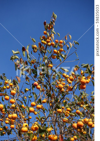 persimmon persimmon 59835033