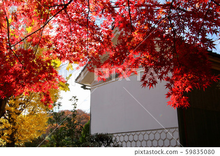 Momiji,秋天蛇鼻子戲劇天堂(福島縣,本宮市) Momiji,秋天蛇鼻子戲劇天堂(福島縣,本宮市) 59835080