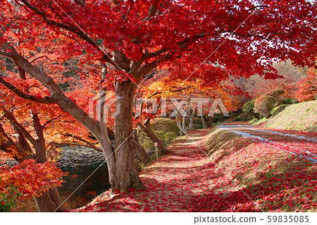 Momiji, autumn snake nose play paradise (Fukushima prefecture, Motomiya city) Momiji, autumn snake nose play paradise (Fukushima prefecture, Motomiya city) 59835085