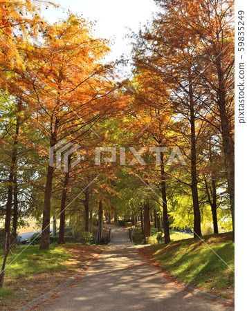Autumn leaves of Tenmaoike Park Autumn leaves of Tenmaoike Park 59835249