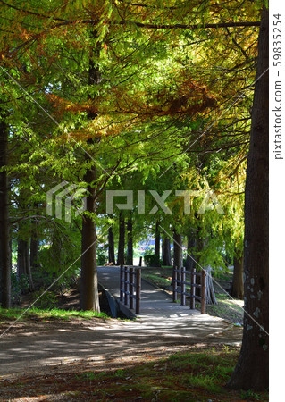 Autumn leaves of Tenmaoike Park 59835254