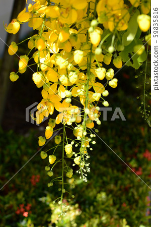 Yellow golden shower flower 59835816