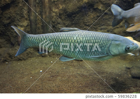 草魚Ctenopharyngodon idellus水族館草魚 59836228