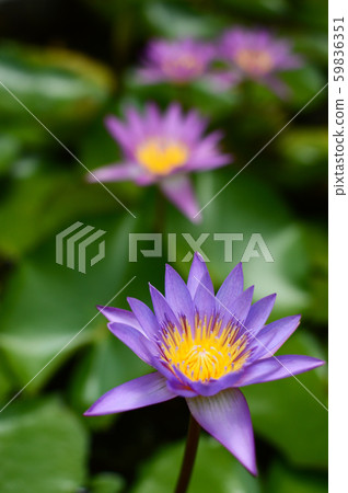 A lot of blooming flowers 59836351