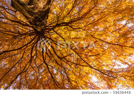 《Tokyo》Yakuha Rakusho, Hikarigaoka Park 59836448