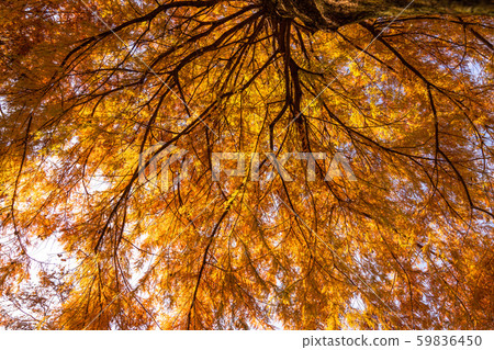 《Tokyo》Yakuha Rakusho, Hikarigaoka Park 59836450