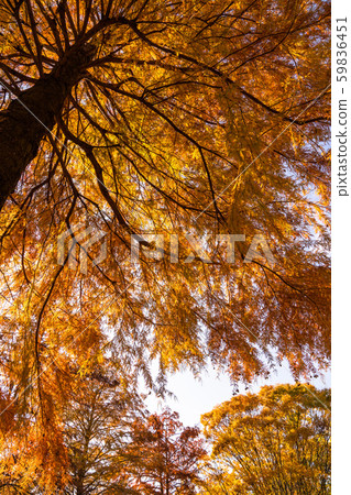 《Tokyo》Yakuha Rakusho, Hikarigaoka Park 59836451