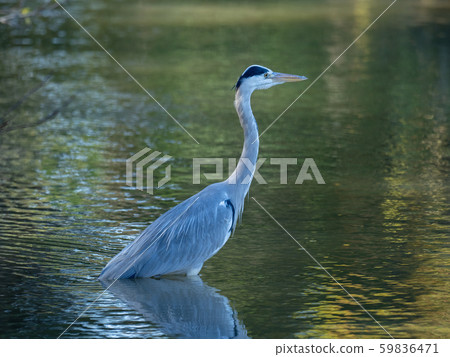 Ao-sashi in the pond 59836471
