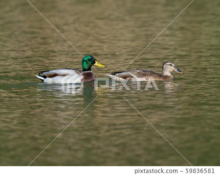 The couple of Magamo The couple of Magamo 59836581